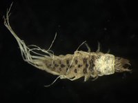 藏品(蚜蟲)的圖片